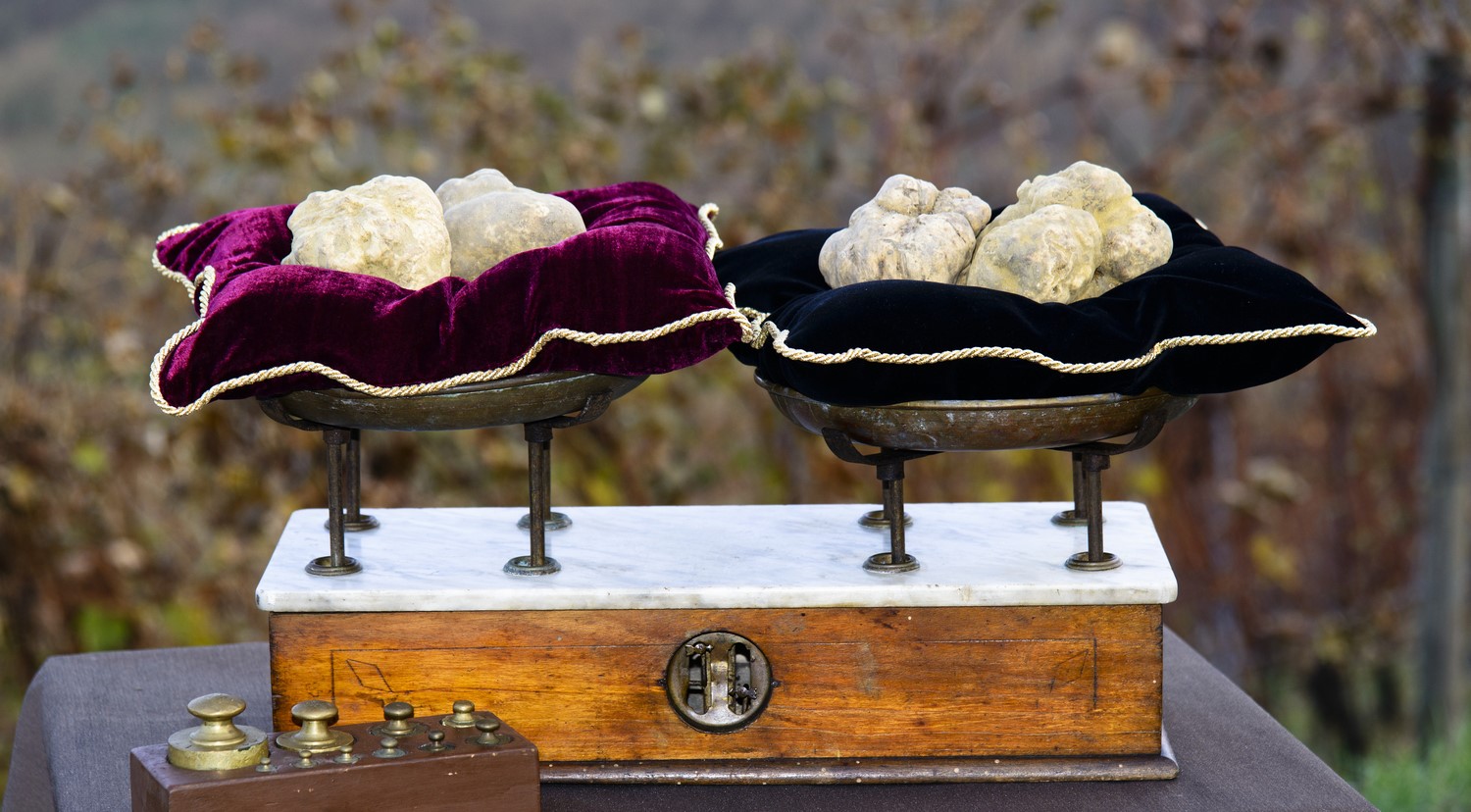 white-truffle